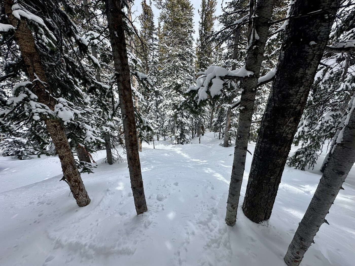 Snow-covered aspens and pines on a trail
